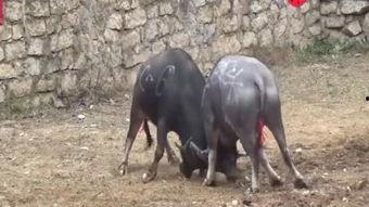 斗牛战败视频,勇敢挑战者的悲壮历程